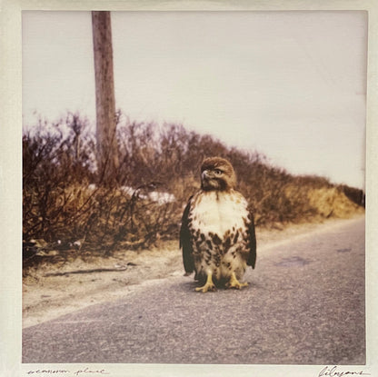 Libyans : A Common Place (12")