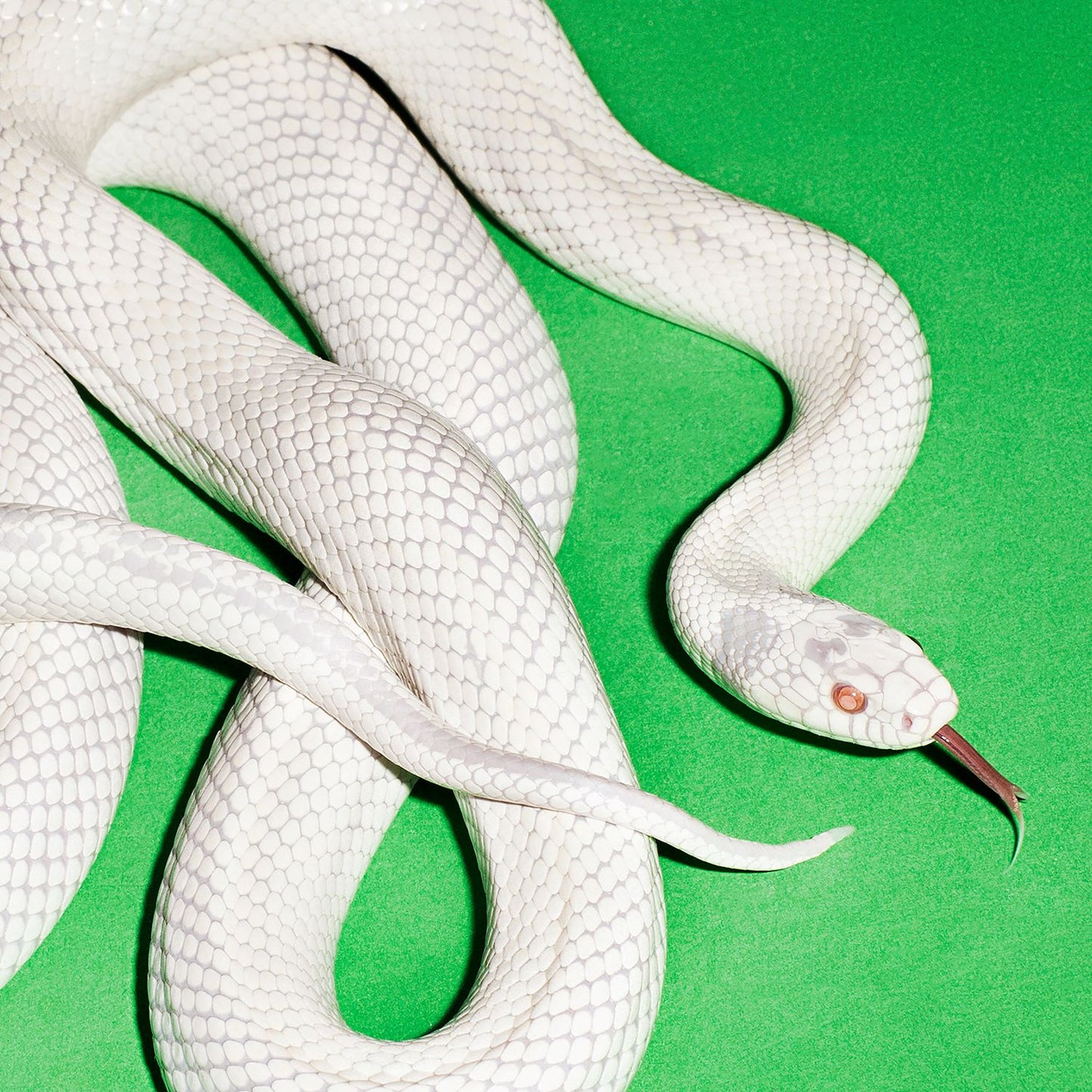 Deftones - private music (Ultra Clear Vinyl)