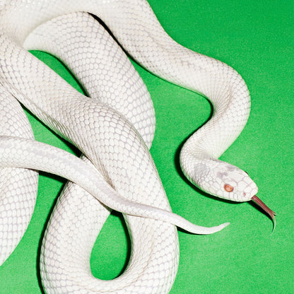 Deftones - private music (Ultra Clear Vinyl)